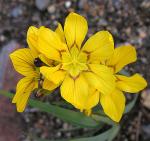 : - Sisyrinchium macrocarpum