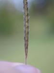 : - Dichanthium aristatum