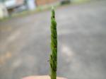 : - Eriochloa procera
