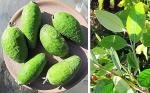Brasilianische Guave - Acca sellowiana