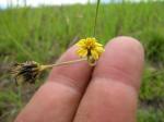 : - Glossocardia bidens