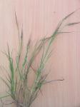 Allionis Schopfgras - Heteropogon contortus