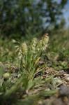 Goldährige Lamarckia - Lamarckia aurea