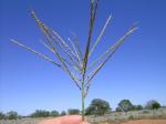 : - Leptochloa digitata