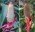 : - Aechmea pineliana