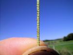 :-Paspalum conjugatum