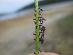 : - Paspalum vaginatum