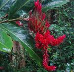 Roter Ingwer - Alpinia purpurata