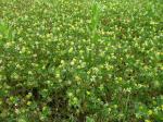 Faden-Klee - Trifolium dubium