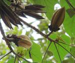 : - Chiranthodendron pentadactylon