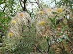 : - Clematis campestris