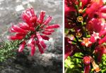 : - Colletia ulicina