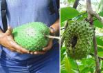 Stachelannone - Annona muricata