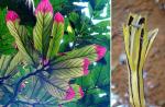 : - Columnea zebrina