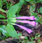 : - Dicliptera trifurca