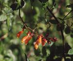 : - Eccremocarpus scaber