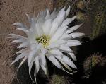 : - Echinopsis strigosa