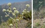 : - Eryngium paniculatum