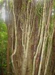 : - Forestiera cartaginensis