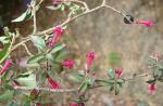 Kleinblättrige Fuchsie - Fuchsia microphylla