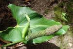 : - Anthurium rzedowskii
