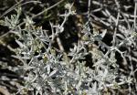 : - Acanthocladium dockerii