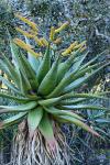 Marloths Aloe - Aloe marlothii