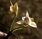 : - Anneslea fragrans