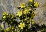 : - Asterolasia trymalioides