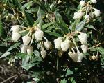 : - Gaultheria poeppigii