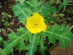 Mexikanischer Stachelmohn - Argemone mexicana