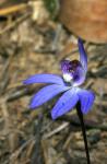 : - Cyanicula caerulea
