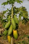 Papaya - Carica papaya