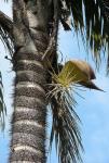Pfirsichpalme - Bactris gasipaes