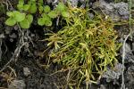 : - Cyperus flaccidus