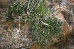 : - Dendrobium striolatum