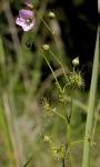 : - Drosera peltata