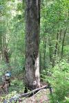 : - Eucalyptus rummeryi