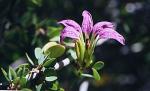 : - Bauhinia ramosissima