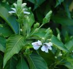 Indisches Lungenkraut - Justicia adhatoda