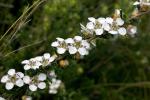: - Leptospermum grandifolium