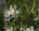 : - Melaleuca linariifolia