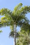 : - Normanbya normanbyi