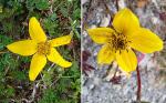 Dreinerviger Zweizahn - Bidens triplinervia