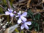 : - Lobelia irasuensis