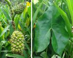 : - Montrichardia arborescens