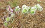 : - Navarretia involucrata