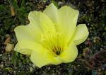 Duftende Nachtkerze - Oenothera odorata