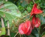 : - Paullinia pterocarpa