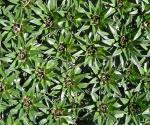 : - Plantago rigida